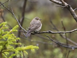 Spotted flycatcher (Muscicapa striata), perched on branch in the rain, May, Finnish Lapland