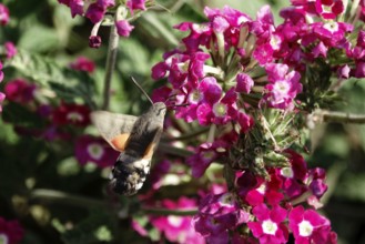 Hummingbird hawk-moth (Macroglossum stellatarum), summer, Saxony, Germany, Europe