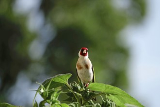 Goldfinch, Summer, Saxony, Germany, Europe