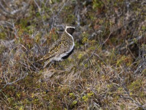 Eurasian golden plover (Pluvialis apricaria) adult male, alert in heathland breeding ground, May,