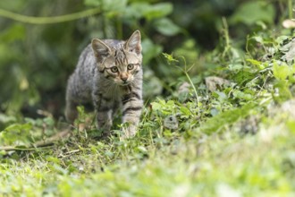 A kitten carefully stalks through the dense greenery, on the hunt or curious, wildcat (Felis