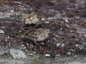 Purple sandpiper (Calidris maritima), foraging along the Arctic Ocean shoreline at low tide, May,