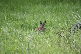 European roe deer (Capreolus capreolus), female, lying, grass, summer, Germany, The doe lies in the