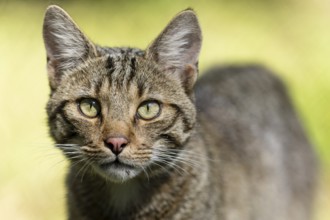 Close-up of a wildcat looking directly into the camera, with clearly recognisable eyes, wildcat