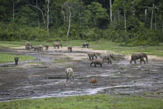 Forest elephants (Loxodonta cyclotis) and bongo antelopes (Tragelaphus eurycerus) in the Dzanga Bai