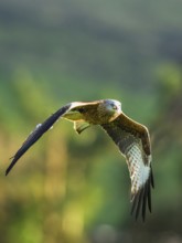 Red Kite, Milvus milvus, bird in flight