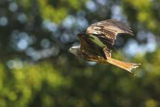 Red Kite, Milvus milvus, bird in flight