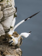 Pair of Northern Gannet, Morus bassanus, birds on cliff, Bempton Cliffs, North Yorkshire, England,