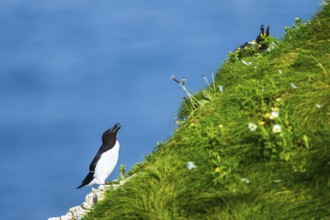 Razorbill, Alca Torda, birds on cliff. Bempton Cliffs, Yorkshire, England, United Kingdom, Europe