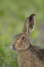 Brown hare (Lepus europaeus) adult animal head portrait, Suffolk, England United Kingdom