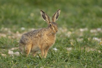 Brown hare (Lepus europaeus) adult animal in a farmland cereal field in springtime, Norfolk,