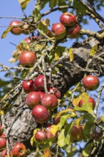 Orchard with apple tree near Herrenberg. The apple trees bear many fruits. Herrenberg,