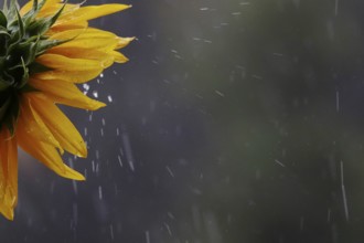 Sunflower, rainy weather, summer, Germany, Europe