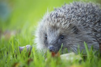 European hedgehog (Erinaceus europaeus) adult animal amongst fallen autumn leaves on a garden lawn,