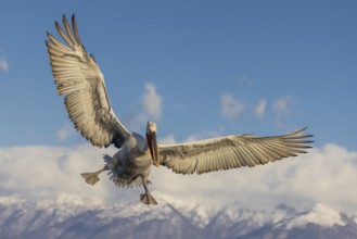 Dalmatian pelican (Pelecanus crispus), flying, snow-capped mountains in the background, magnificent