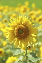 Sunflower (Helianthus annuus), flower in a sunflower field, Hesse, Germany, Europe