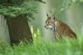 Lynx (Lynx lynx), portrait, Haltern, North Rhine-Westphalia, Germany, Europe