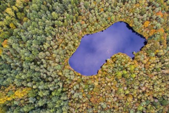 Diana See, Ahlhorner Fischteiche, mixed forest in autumn, colouring, aerial view, forest, autumnal,