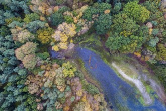 Mixed forest in autumn, colouring, aerial view, forest, autumnal, Ahlhroner Fischteiche,