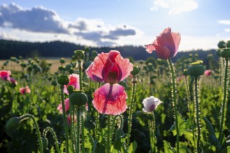 Poppy, (Papaver somniferum), poppy field, Waldviertel grey poppy, poppy village Armschlag,