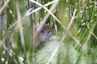 Cuy or guinea pigs (Caviidae) among rushes and stoh on Lake Titicaca, Puno Province, Peru, South