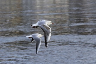 Gulls (Larinae) on the Elbe in winter, Saxony, Germany, Europe