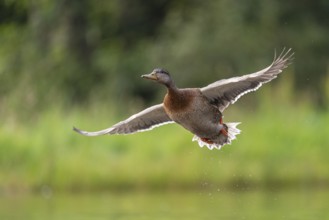 Mallard (Anas platyrhynchos) in flight, female, Aviemore, Scotland, Great Britain