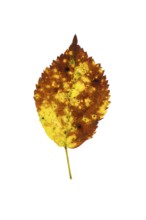 Autumn-coloured leaf of a beech (Fagus sylvatica), copper beech, tree, free-standing, Vechta, Lower