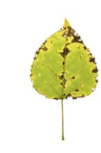 Autumn-coloured leaf of a poplar (Populus), tree, free-standing, Vechta, Lower Saxony, Germany,