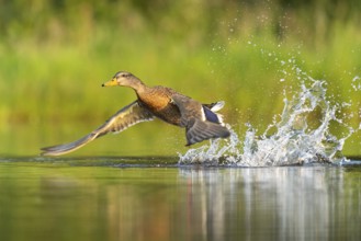 Mallard (Anas platyrhynchos) in flight, female, Aviemore, Scotland, Great Britain