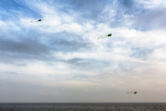 Three kites flying in the evening sky, autumn weather, Wyk auf Föhr, Föhr Island, North Frisia,