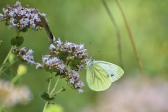 Cabbage butterfly (Pieris brassicae) Butterfly, Upper Bavaria, Germany, Europe