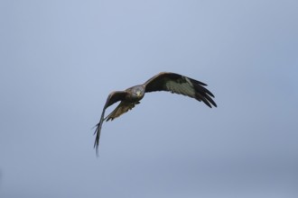 Red kite (Milvus milvus) adult bird in flight, Wales, United Kingdom, Europe