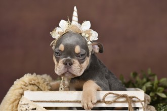 Lilac tan French Bulldog dog puppy with boho style unicorn headband in box in front of brown