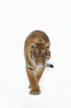 Sumatran tiger (Panthera tigris sumatrae) in the snow, captive, native to Sumatra, Indonesia, Asia