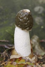 Common stinkhorn (Phallus impudicus), North Rhine-Westphalia, Germany, Europe