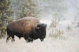 American bison (Bos bison, Bison bison), male, Yellowstone National Park, Wyoming, USA, North