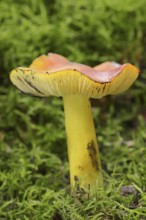 Blackening sapling or conical sapling (Hygrocybe conica, Hygrocybe nigrescens), North