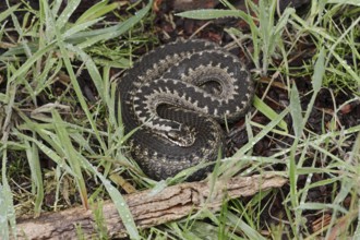 Common european viper (Vipera berus), North Rhine-Westphalia, Germany, Europe