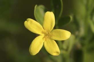 Shrub jasmine or shrubby jasmine (Chrysojasminum fruticans, Jasminum fruticans), flower, Provence,