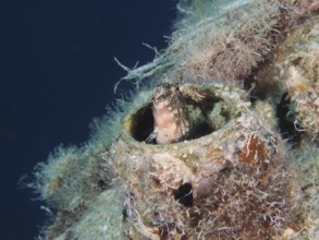 A sabre-toothed blenny (Petroscirtes mitratus) inhabits a plastic canister, marine pollution, dive