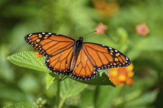 Monarch butterfly (danaus erippus, the sister species of Danaus plexippus) on a spanish flag