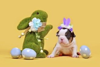 Tan pied French Bulldog dog puppy with Easter bunny ears, painted eggs and grass bunny on yellow