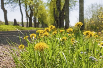 Flowering dandelion flowers at the roadside by a tree lined gravel road