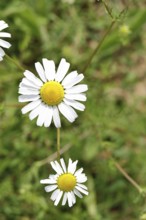 Matricaria chamomilla (Matricaria chamomilla), flowers, medicinal plant, Wilnsdorf North