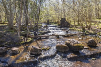 Stream in a deciduous forest with green leaves on the trees on a beautiful sunny spring day