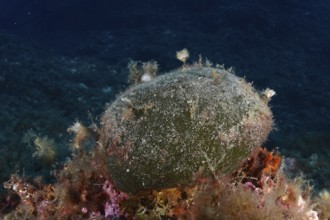 Sea ball, ball algae (Codium bursa), algae, in the Mediterranean Sea near Hyères. Dive site Giens