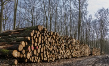 Pile of wood in the forest, Berlin suburbs, Germany, Europe