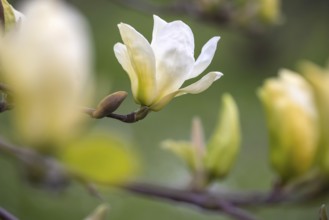 One speciality is a yellow-flowering magnolia (Magnolia Cultivar Eliszabeth) . Magnolias in bloom