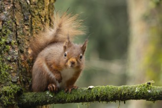 Red squirrel (Sciurus vulgaris) adult animal on a pine tree branch in a forest, Yorkshire, England,